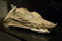 The skull of Nichollsia borealis is on display at the Royal Tyrrell Museum in Drumheller, Alta.